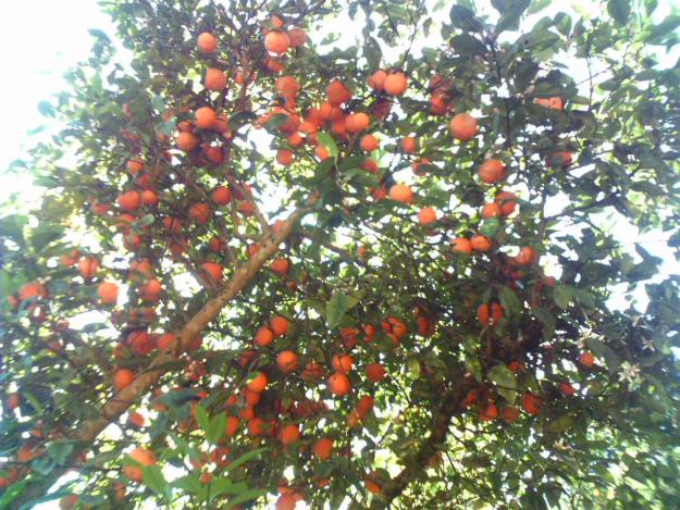 Árvores frutíferas…